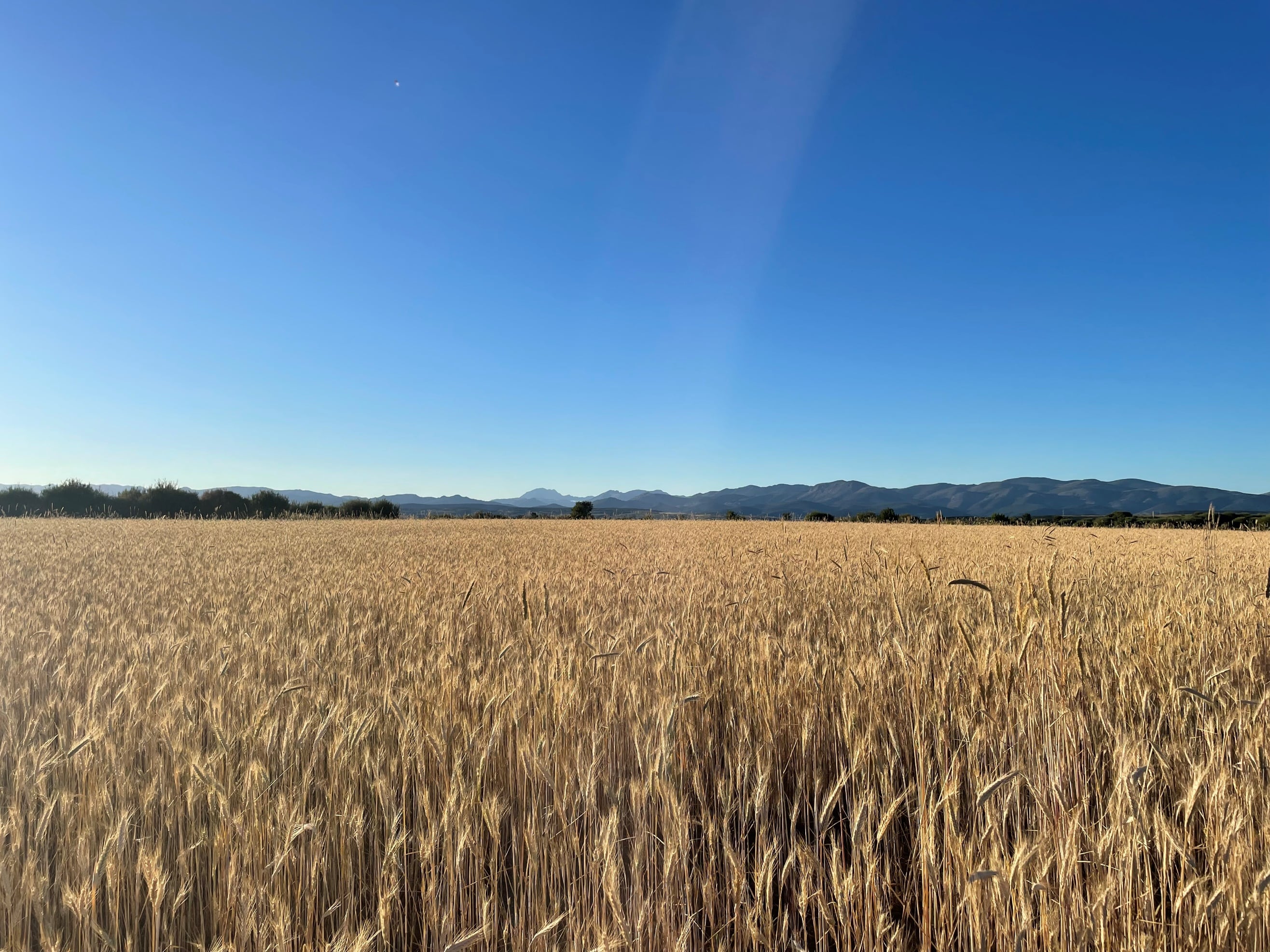 Los campos de cereal de Castilla y León aportan la materia prima de esta bebida vegetal