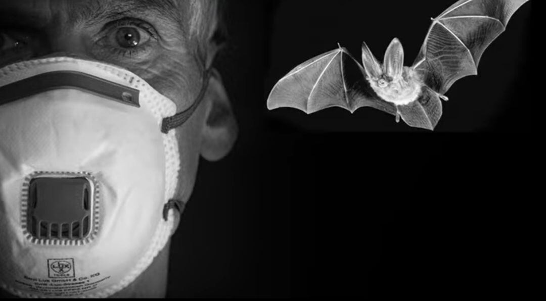 Montaje de dos imágenes, la de con un hombre con mascarilla puesta y la de un murciélago
