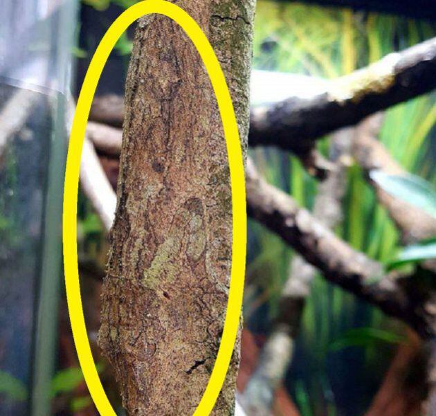 El geco estaba camuflado en el tronco.