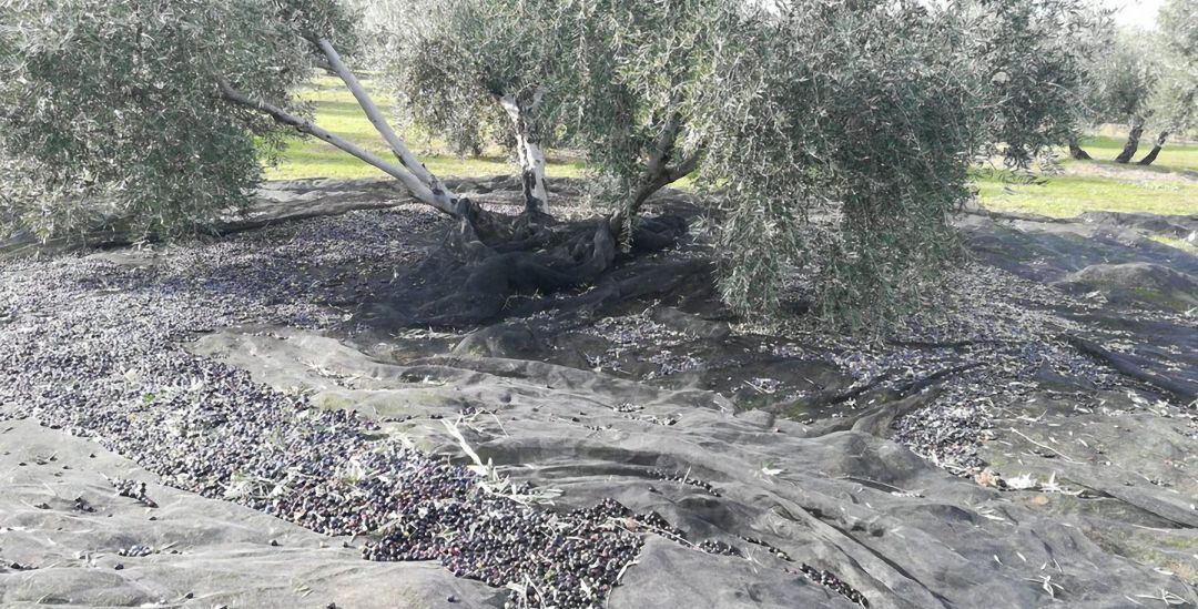 Aceitunas de un olivar preparadas para ser recogidas.