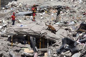 GRA291. ARONA (TENERIFE), 15/04/2016.- Miembros de la Unidad Militar de Emergencias UME, pasan un perro en busca de personas que puedieran quedan bajo los escombros del edificio que ayer se derrumbó en el centro de Los Cristianos, del que se han rescatado