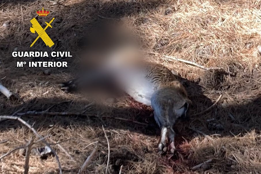 La Guardia Civil investiga a un cazador por abatir de forma irregular una cabra montés en Valdepeñas de Jaén