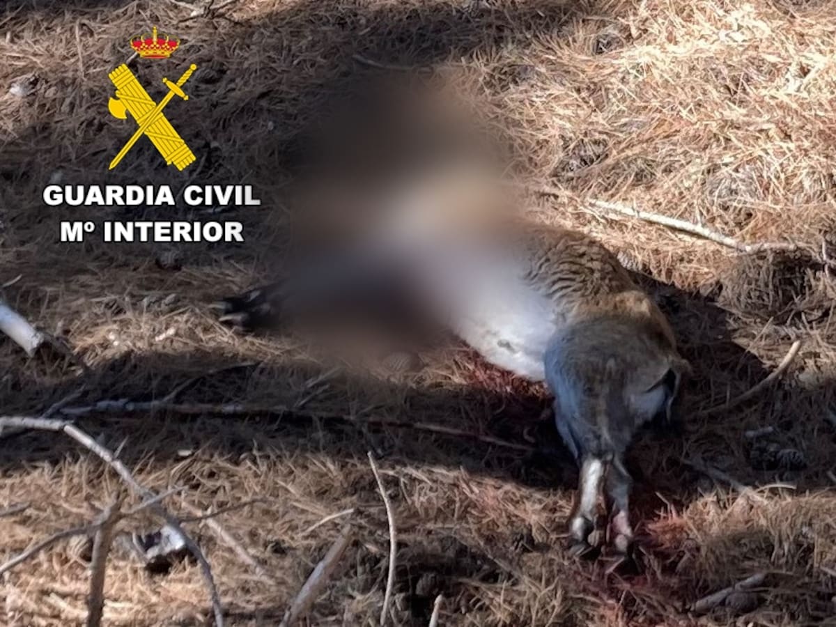 La Guardia Civil investiga a un cazador por abatir de forma irregular una cabra montés en Valdepeñas de Jaén