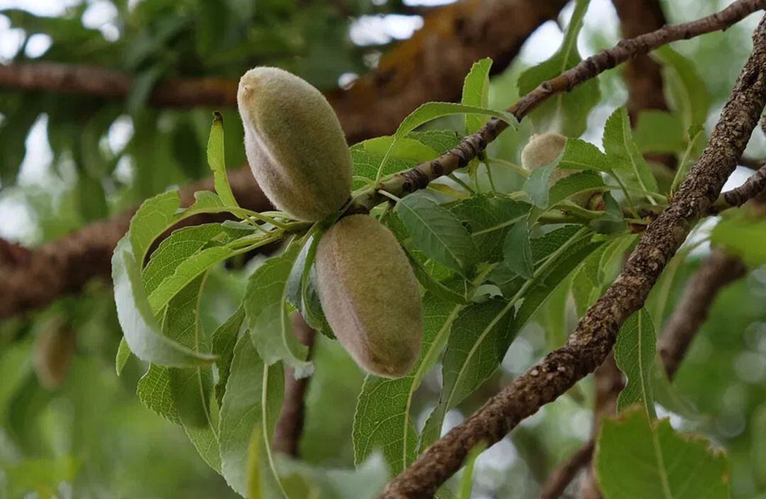 Almendro en primavera