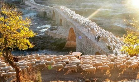 Paso del ganado por el Puente Mocho.