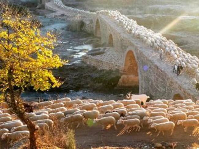 Paso del ganado por el Puente Mocho.