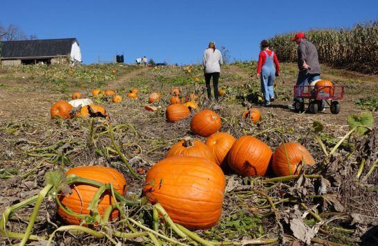 Granja de calabazas de Estados Unidos