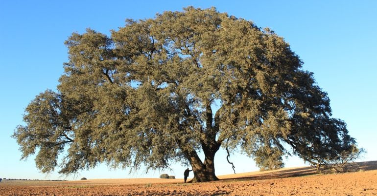 Carrasca Ruli de Mota del Cuervo antes del accidente de 2018.