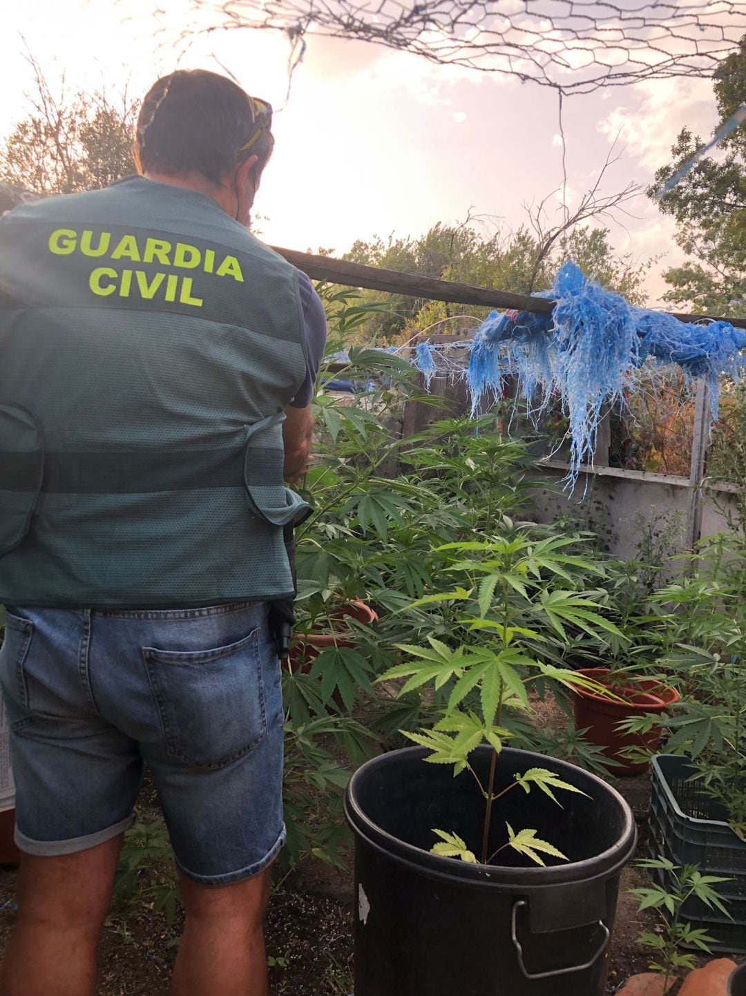 Investigan a tres personas en Palazuelos de Eresma por cultivo de marihuana