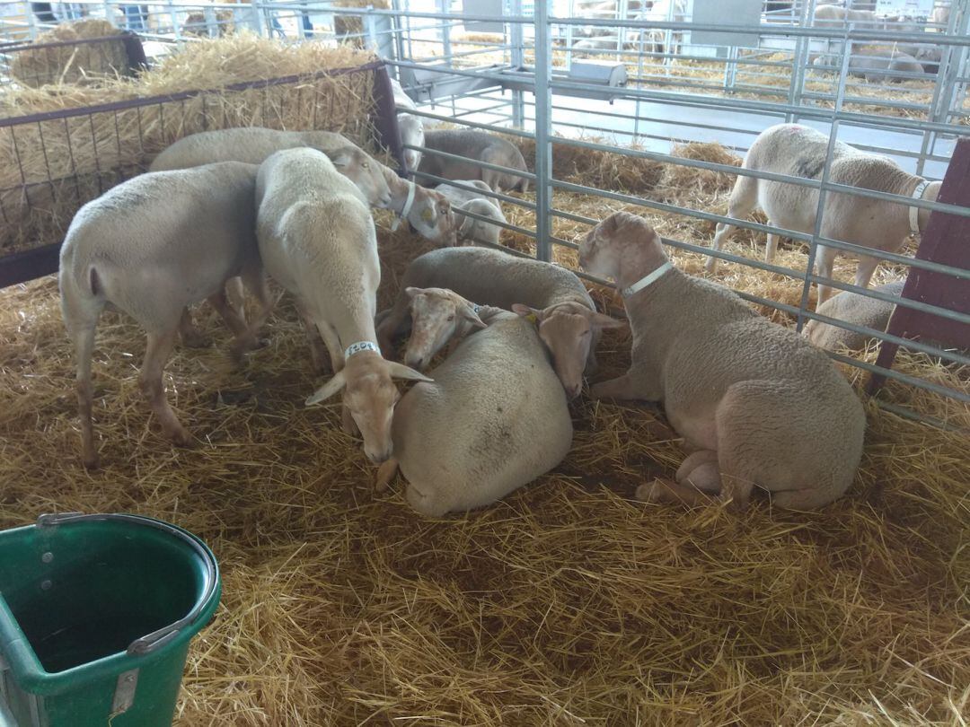 Feria Agroganadera de Huéscar