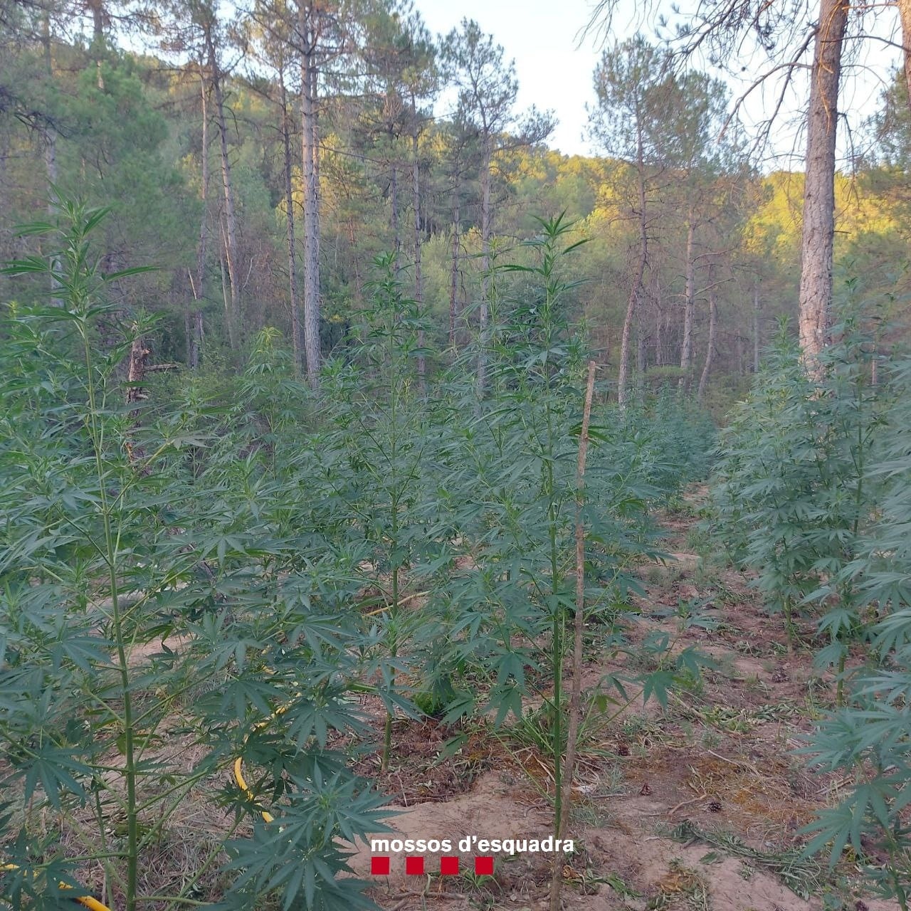 Algunes de les plantes de marihuana localitzades pels Mossos a Castellar de la Ribera. Foto: Mossos d&#039;Esquadra.