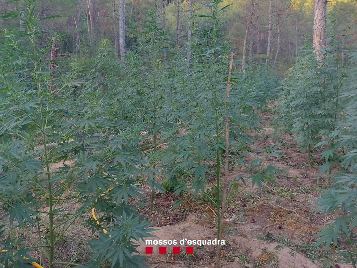 Dos detinguts per cultivar marihuana en una zona boscosa de Castellar de la Ribera, al Solsonès