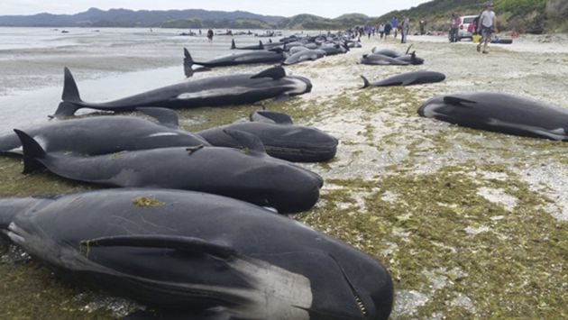 Docenas de ballenas varadas en una playa de Farewell Spit en la Bahía Dorada de Nueva Zelanda.