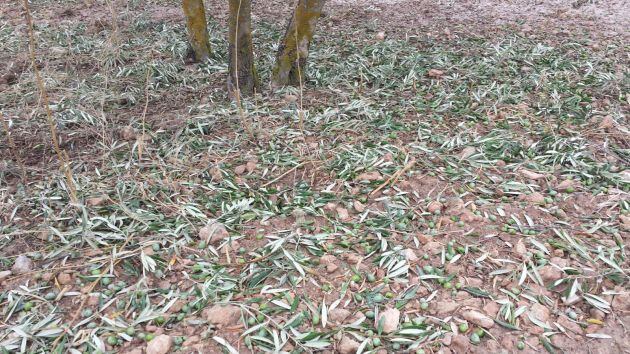 Daños en olivar de Baza tras tormenta de granizo