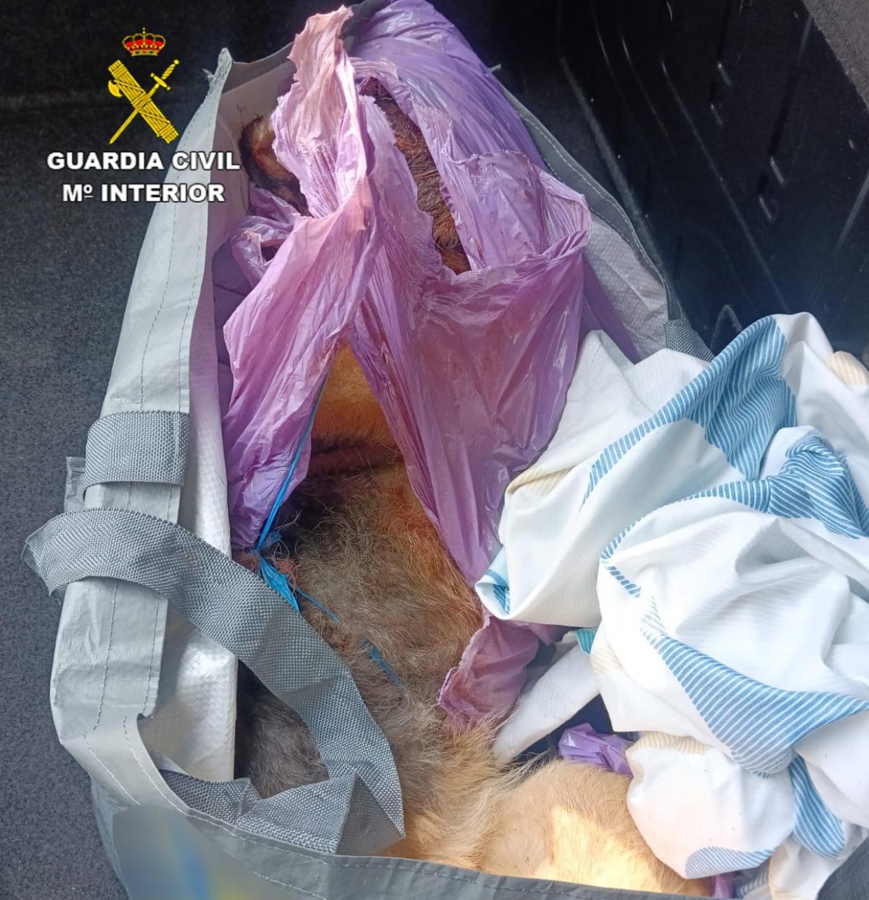 Cadáver del perro en una bolsa