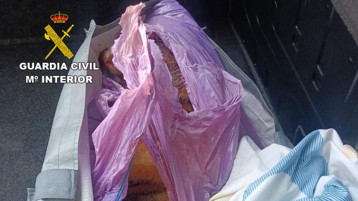 Dos investigados en Guadalajara por apalear a un perro hasta su muerte