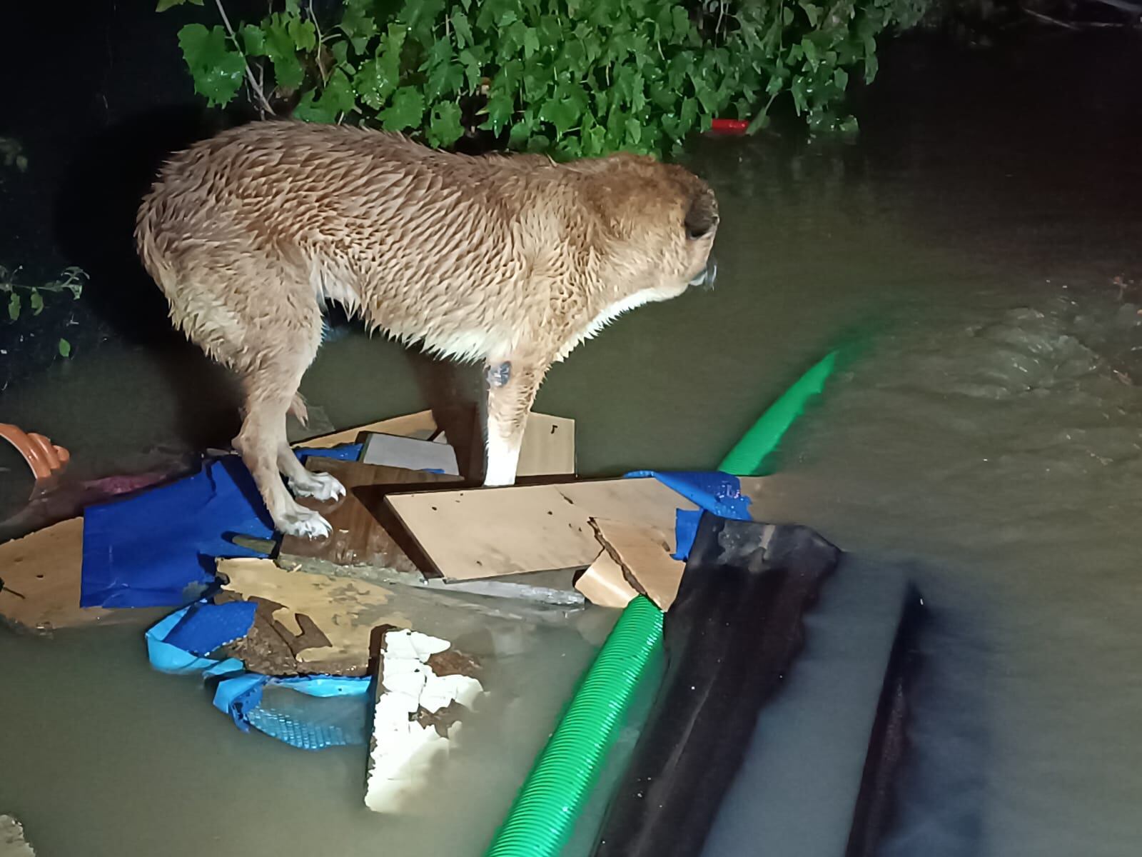 El perro rescatado por agentes de la Policía Local de Coslada en una parcela completamente inundada.