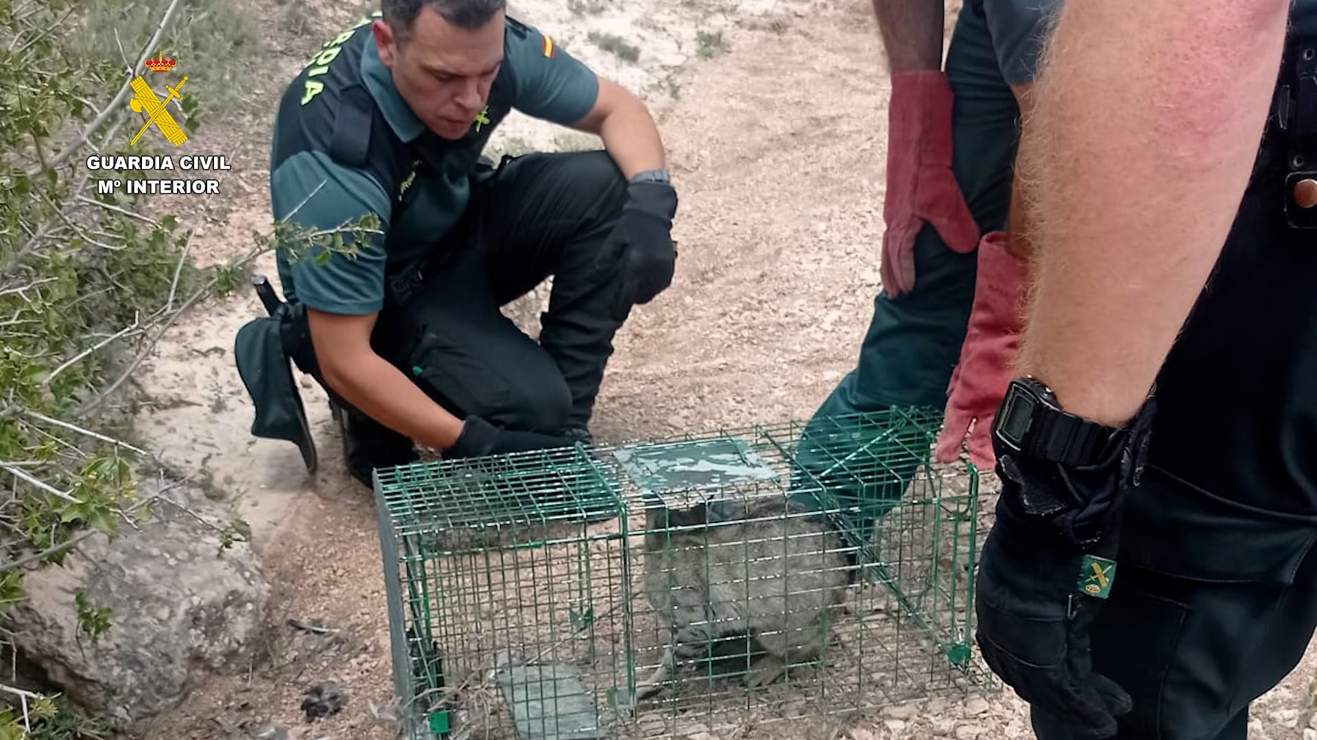 Rescate del gato montés atrapado en una jaula en Pinarejo