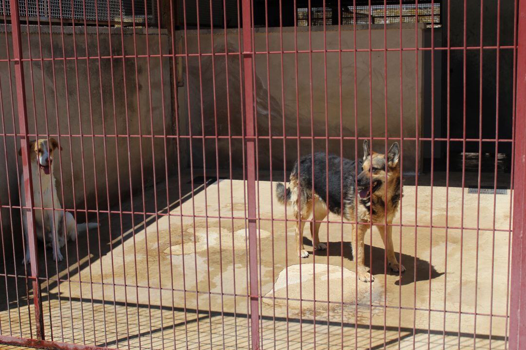 Una imagen de archivo de dos perros en el albergue de animales de Alcoy.