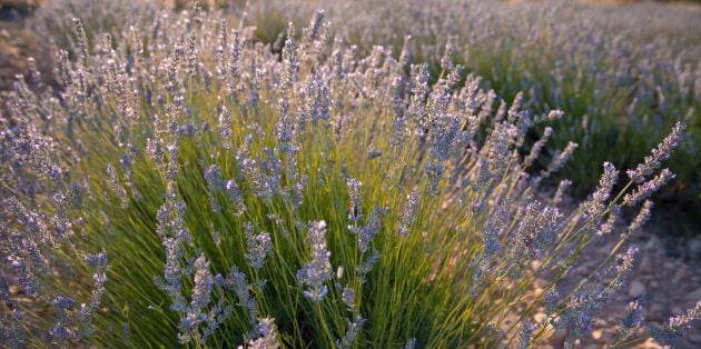 La flor de lavanda inunda de color morado los campos durante estas semanas.