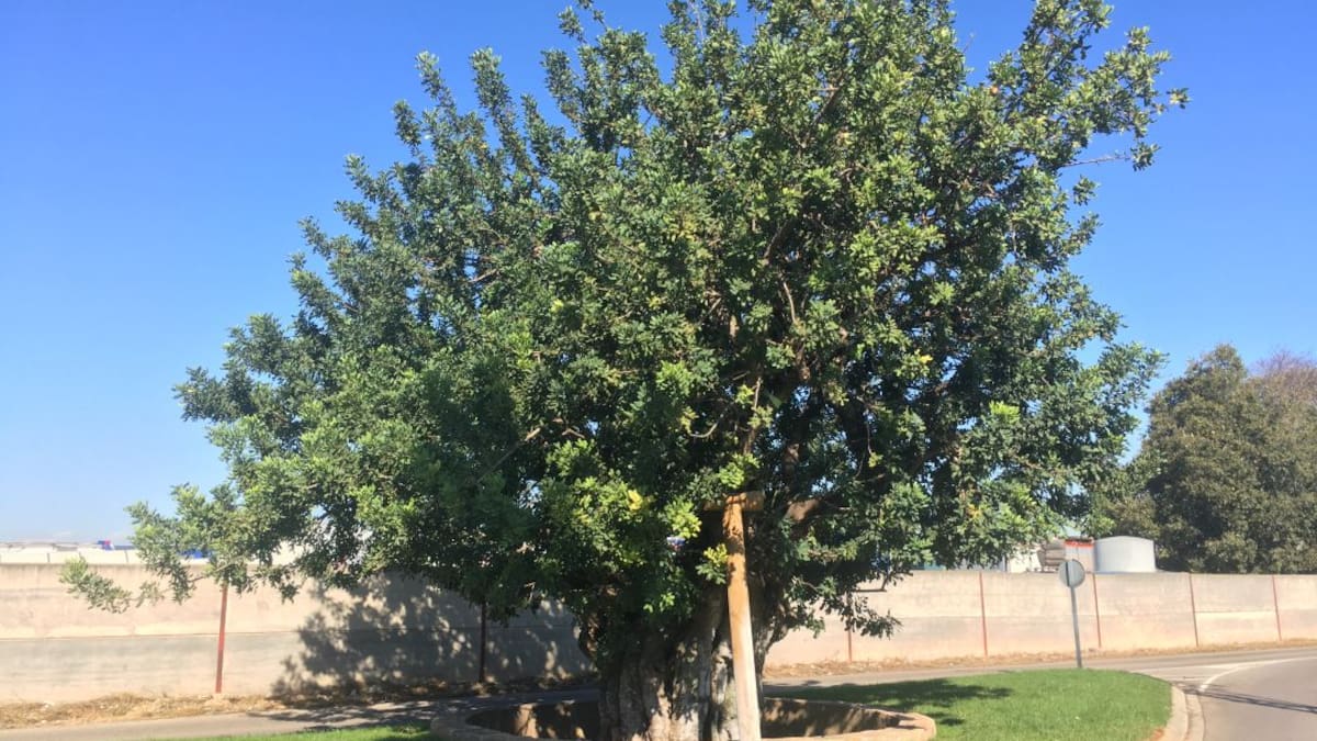 Toni Saura, alcade de Alaquàs