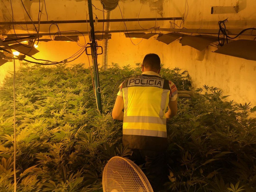 Agentes de la Policía Nacional han desmantelado en una vivienda en Daimús un laboratorio donde se cultivaba marihuana. 