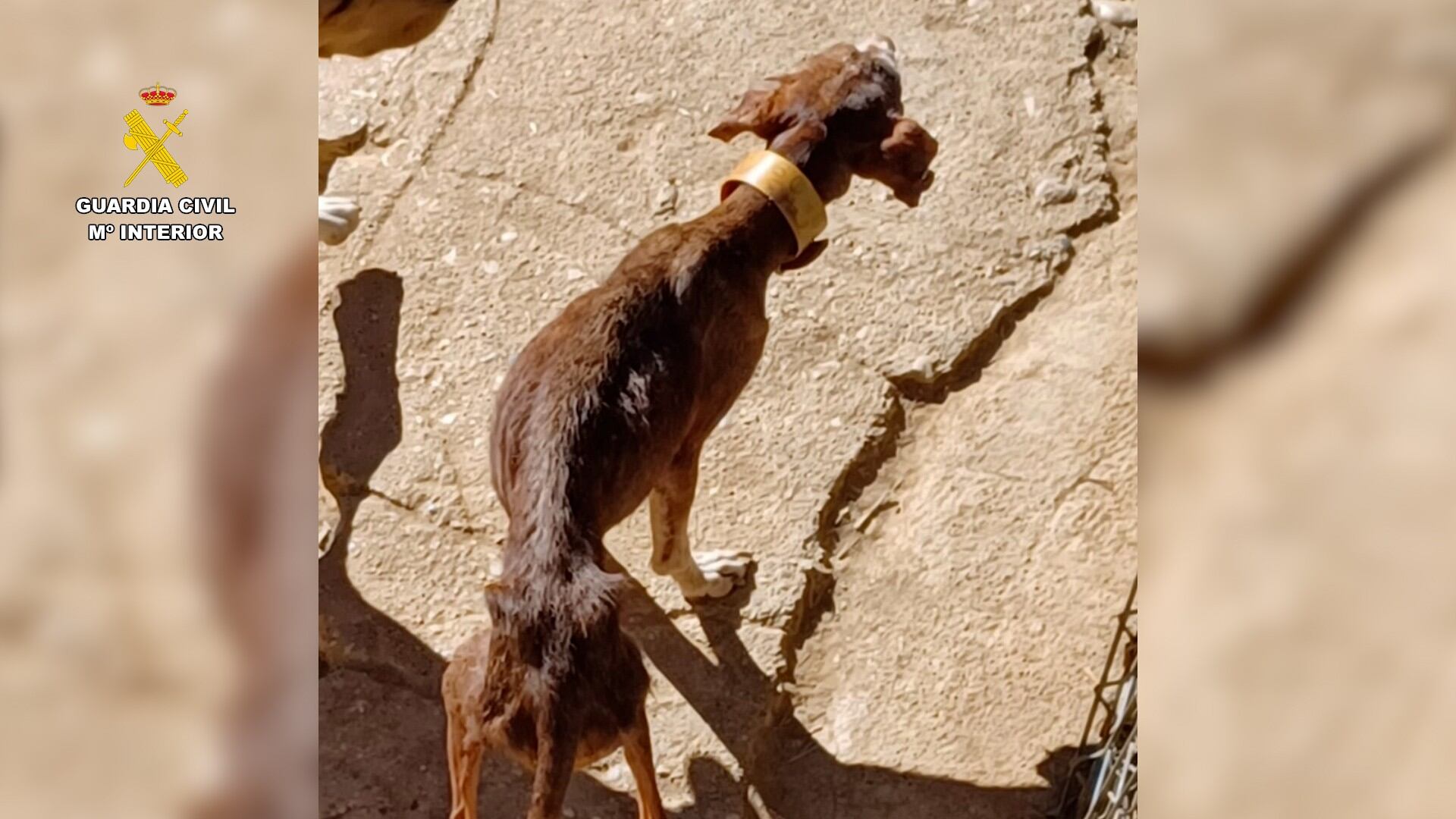 Situación de algunos perros en la perrera investigada en el Somontano