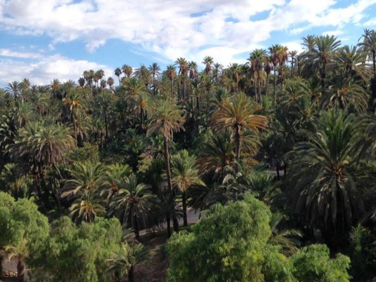 AHSA pide una gestión ecológica para el Palmeral de Elche