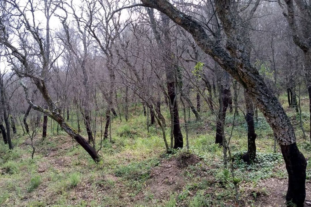 Una sureda exfoliada per l&#039;acció de l&#039;eruga del suro