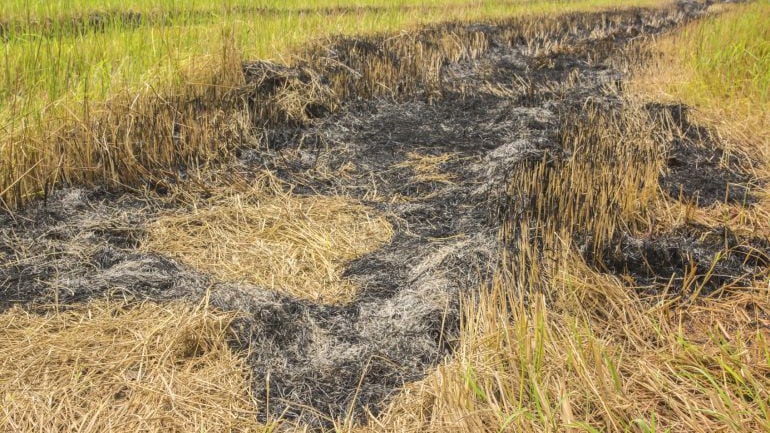 Quema de la paja de arroz en la Albufera de Valencia