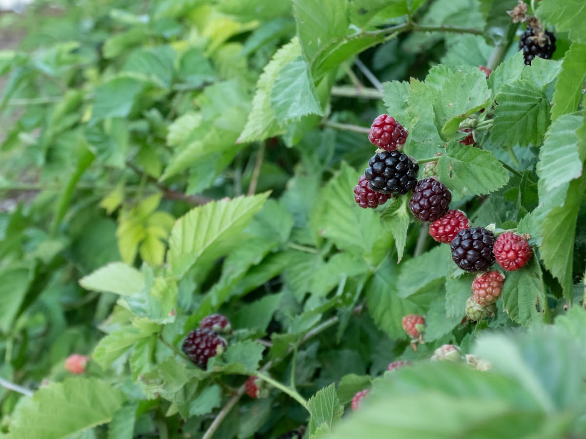 El otro Caso Asunta: La muerte de Elisa Abruñedo se resolvió buscando en un archivo parroquial