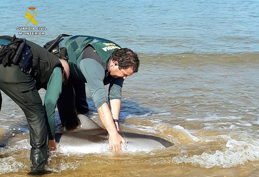 Dos agentes de la Guardia Civil tratando de devolver al mar al delfín varado en la playa Salvé de Laredo.