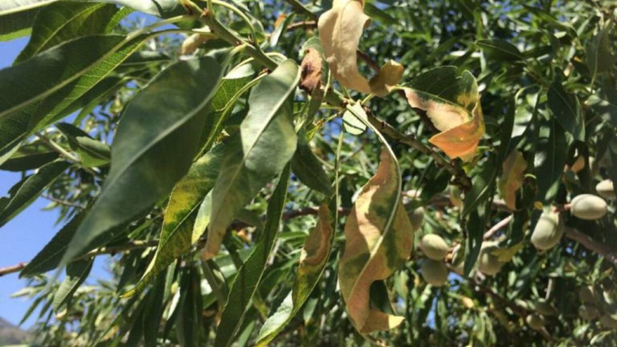 Entrevista en la Ventana al director general de Agricultura, Roger Llanes
