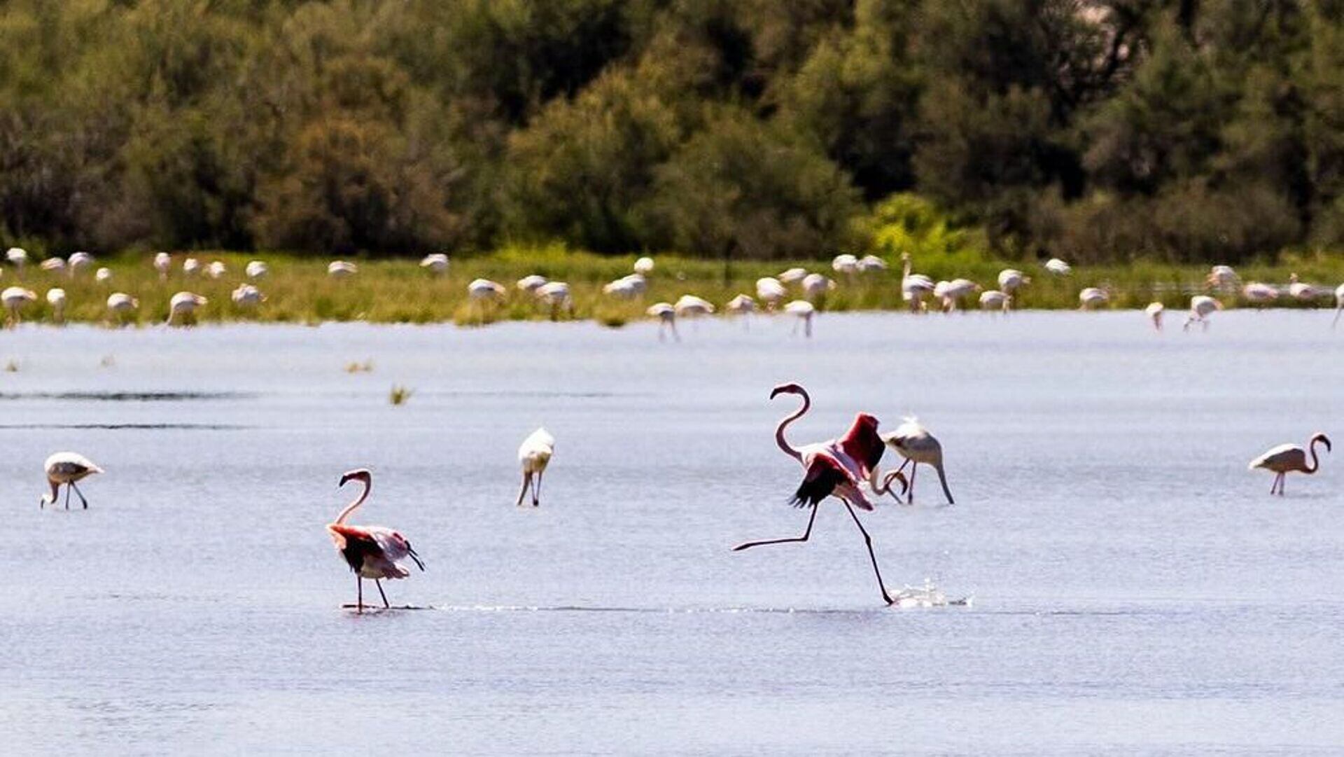 Flamencos en la Laguna "La Inesperada" de Pozuelo de Calatrava