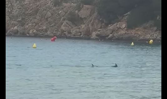 La tintorera a la platja