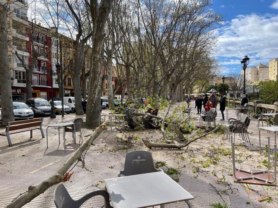 El árbol destrozó algunas mesas de la terraza del bar de la avenida Selgas de Xàtiva.