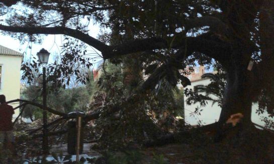 Árbol quebrado en la calle Hospital debido a la tormenta en Valencia