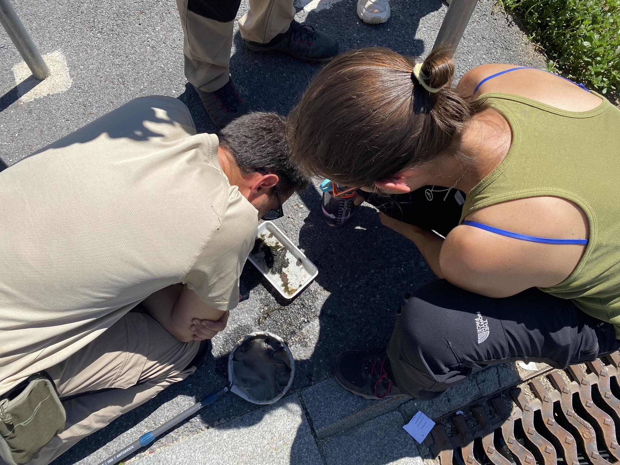 Un equip d'experts elaborant el treball de camp del mosquit tigre a Andorra