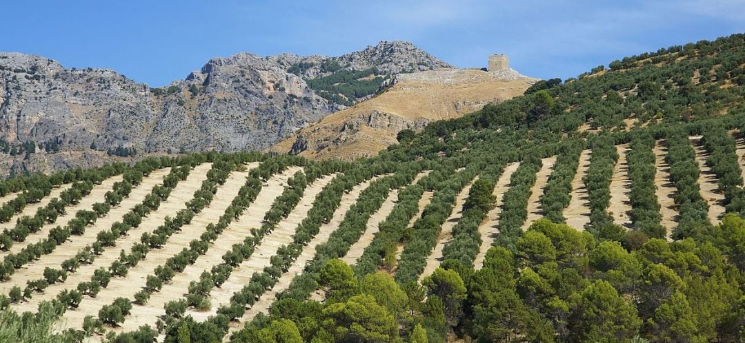 Olivar de la provincia de Jaén.