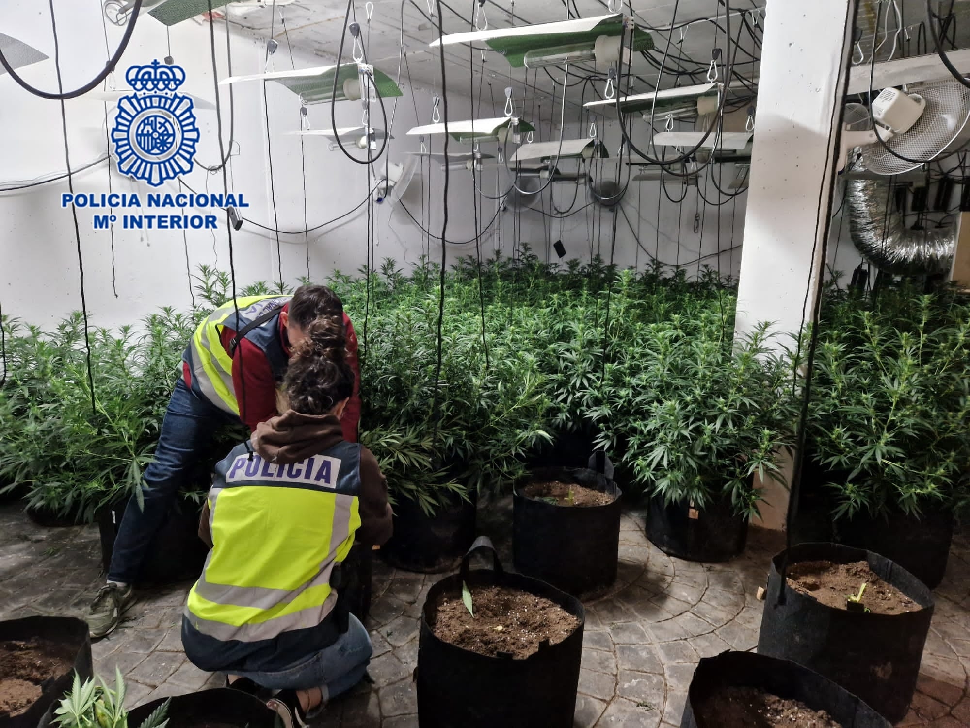 Plantación de marihuana hallada en uno de los registros en Orihuela Costa