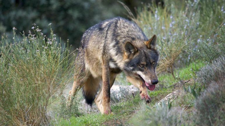 Lobo en los montes de Cantabria.