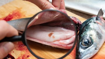 ¿Adiós al pescado con anisakis? La idea de un científico aragonés que puede inspirar un nuevo electrodoméstico