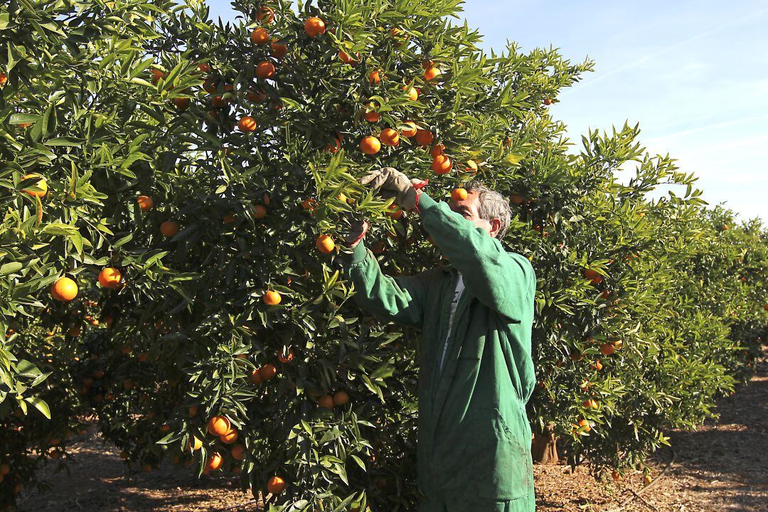 El precio de la clemenules ha llegado hasta los 50 céntimos por kilo, según La Unió de Llauradors