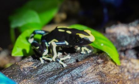 Dendrobates Tintorius Alanis