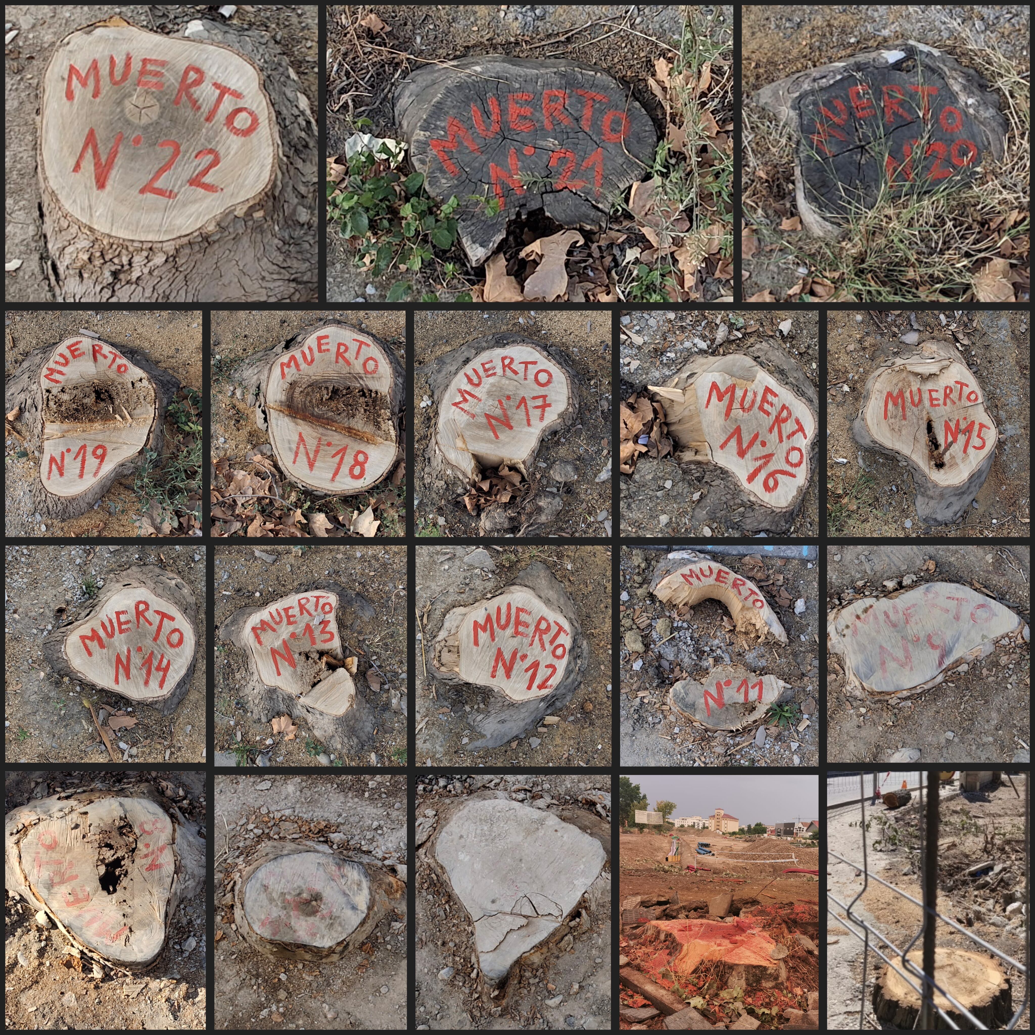 Imagen cedida por la Plataforma Árboles Vivos.