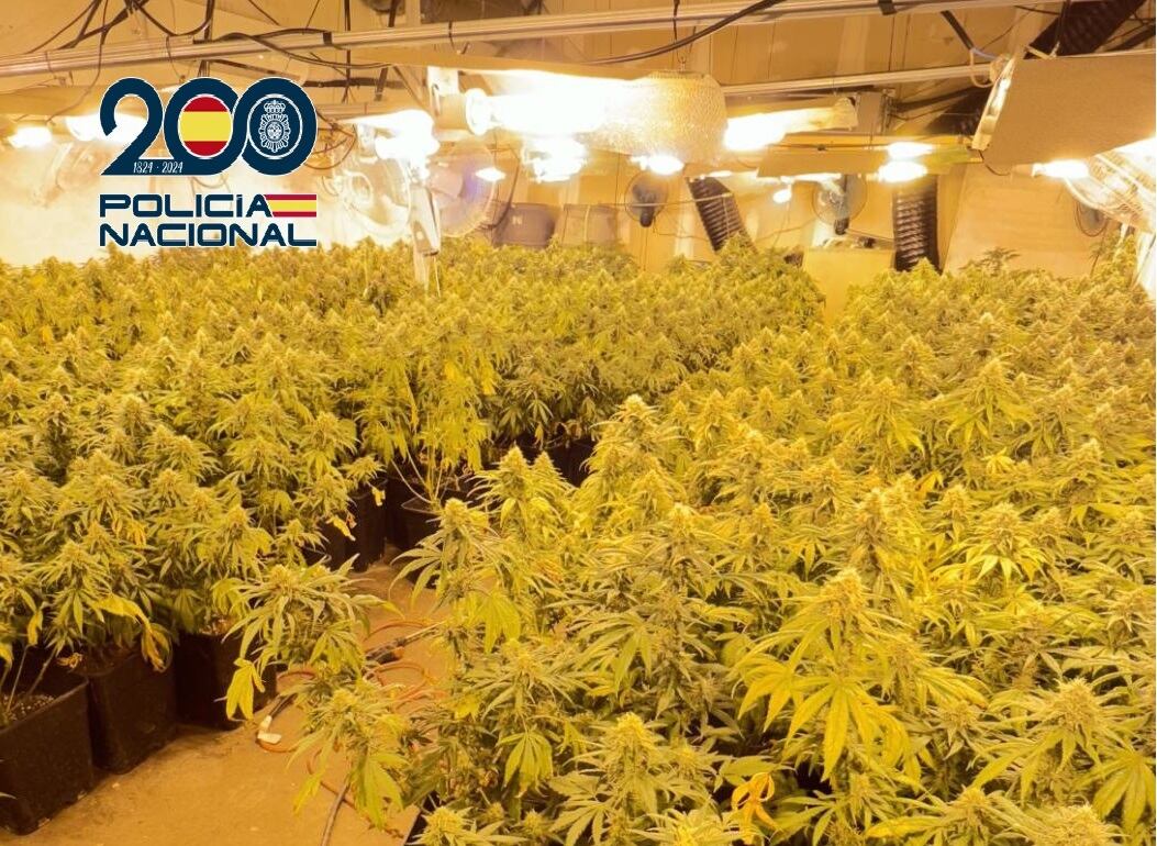 La Policía Nacional sorprende a un varón que estaba cultivando una plantación de marihuana en una nave abandonada de Murcia