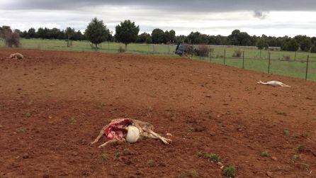 El ataque ha dejado como resultado 6 ovejas muertas y una veintena de heridas de diferente gravedad