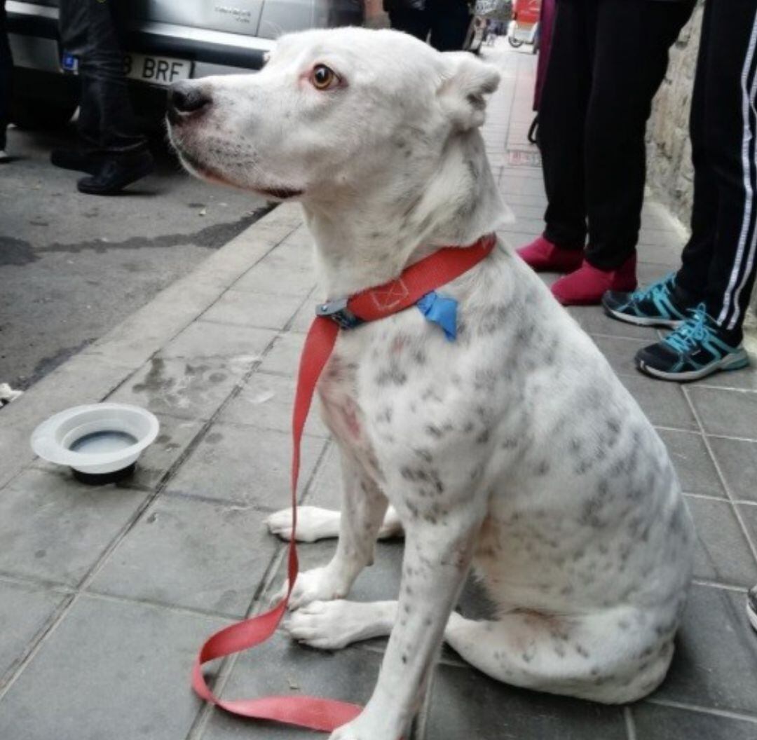 El perro es atendido tras estar a punto de caer desde un cuarto piso