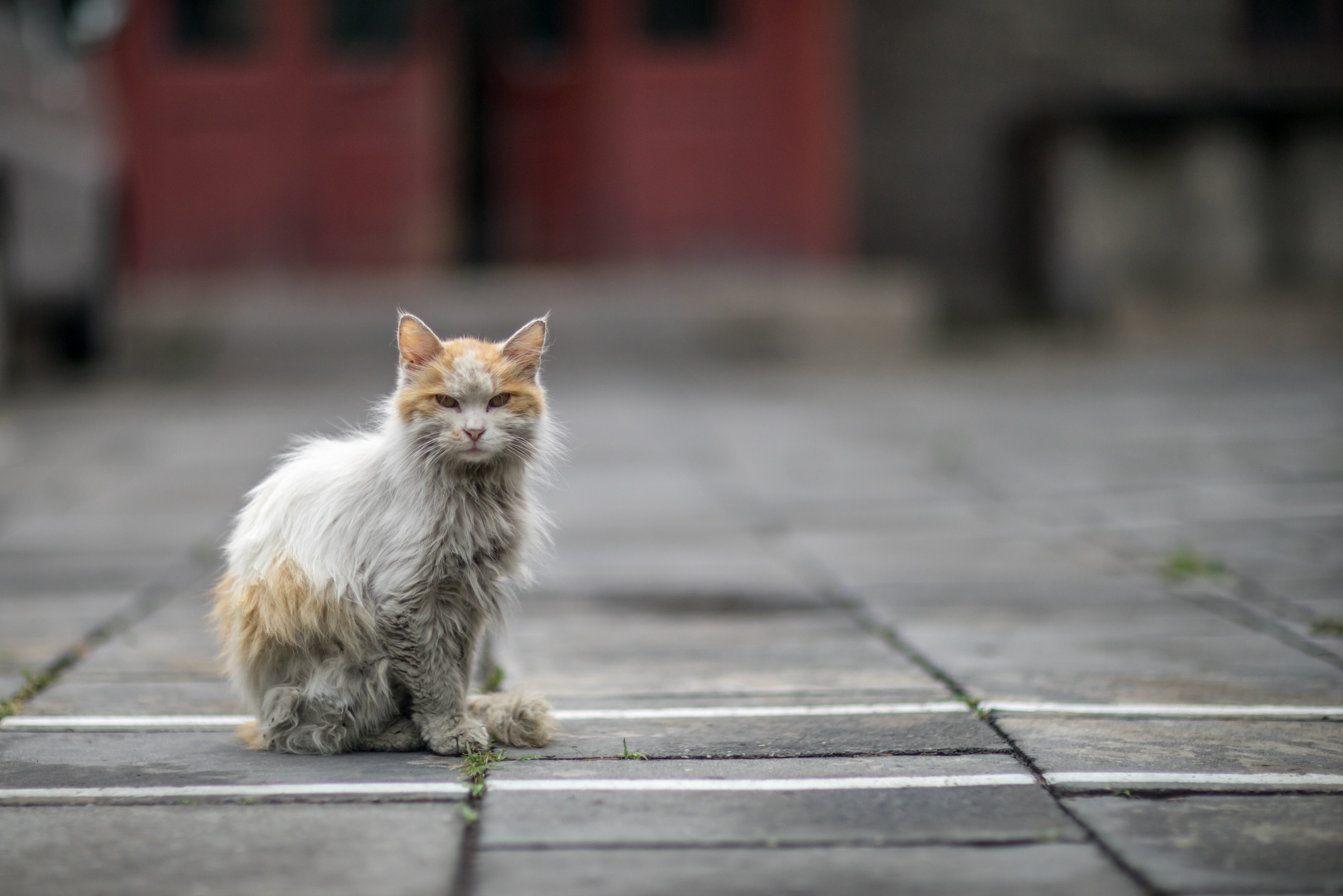 Ciempozuelos recuerda que infringir la ordenanza de protección animal acarrea multas que pueden llegar a los 200.000 euros