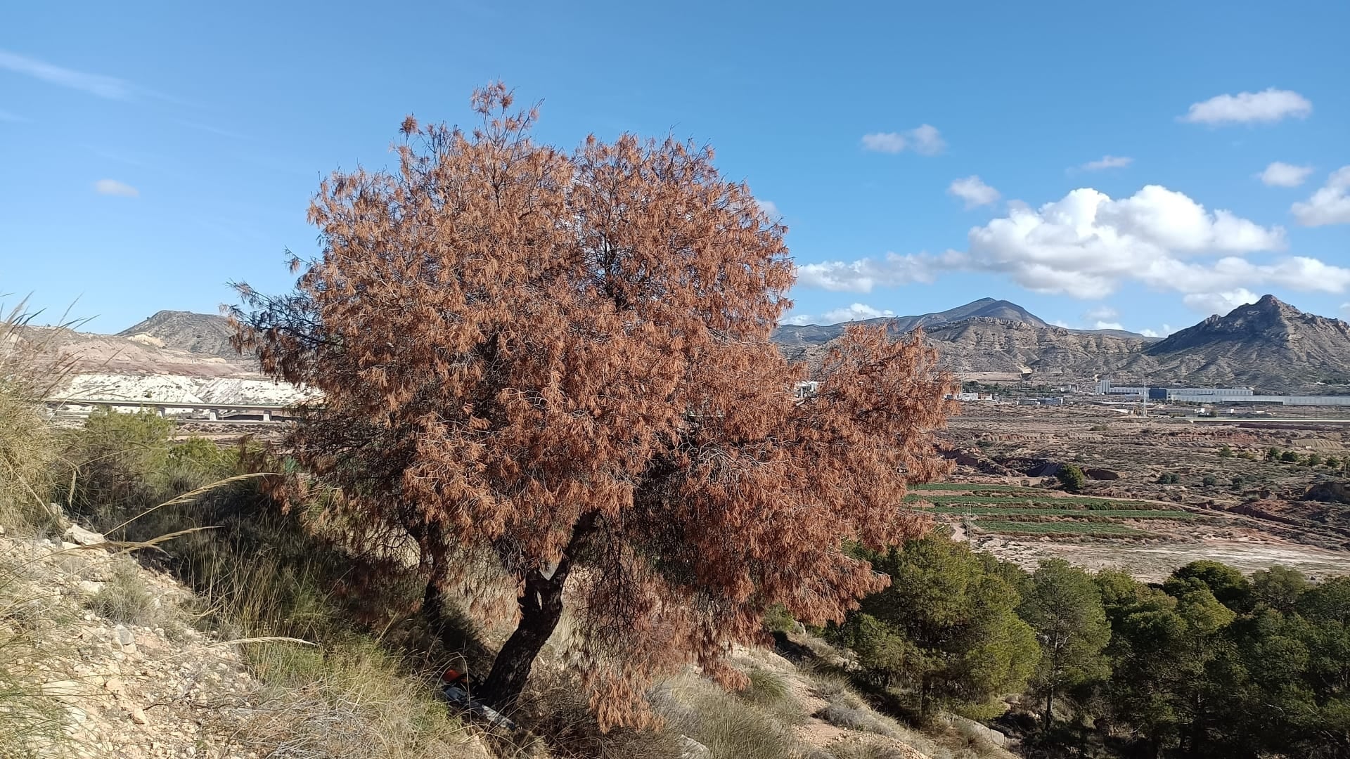 Esta ayuda forma parte de una línea de subvenciones destinada a preservar los espacios naturales municipales